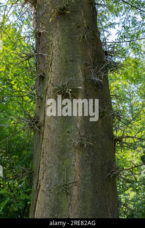 Honig-Heuschrecken-Baumstamm, Gleditsia-Triacanthos Stockfoto