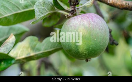 apfelfrucht auf einem Zweig in Tropfen mit grünen Blättern im Nahbereich Stockfoto