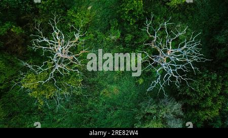 Luftaufnahme des mystischen grünen Sumpfes im Wald. Trockene tote Bäume am Rand, Hintergrund von oben. Stockfoto