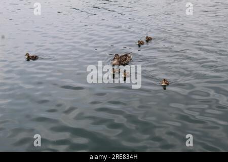 Ein Foto von Enten, die sich an einem künstlichen See in Washington D.C. erfreuen. Stockfoto