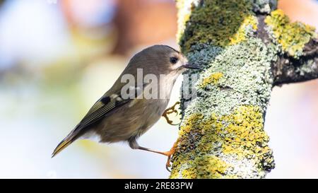 Goldcrest - Gold Crest Stockfoto