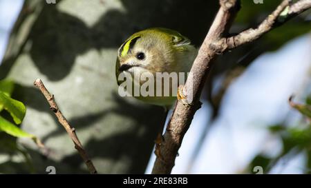 Goldcrest - Gold Crest Stockfoto