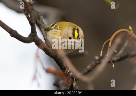 Goldcrest - Gold Crest Stockfoto