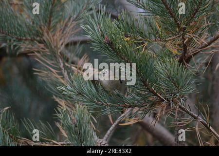 Goldcrest - Gold Crest Stockfoto