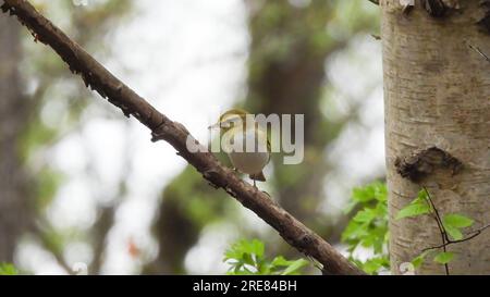 Wood Warbler Stockfoto