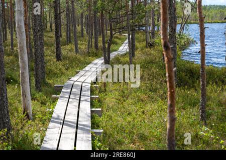 Fußgängerbrücke durch den Luhasoo Moorpfad neben dem See in Estland Stockfoto