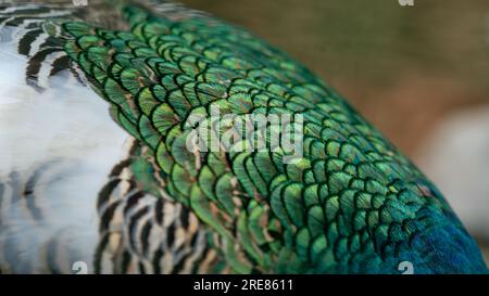 Nahaufnahme der Pfauenfedern. Wunderschöne grüne Pfaufenfeder. Stockfoto