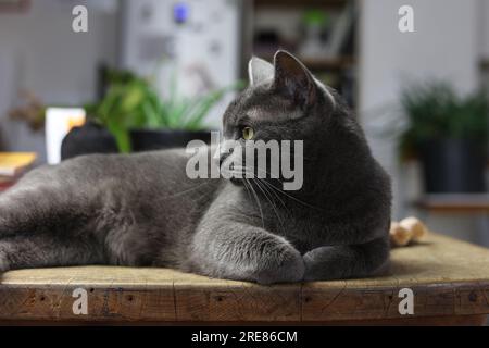 Ein seitliches Ganzkörperporträt einer silbernen britischen Katze, die auf einem Holztisch ruht Stockfoto