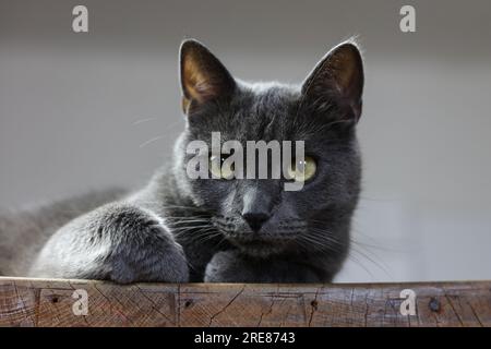 Ein Nahporträt einer silbernen britischen Katze, die auf einem Holztisch ruht Stockfoto