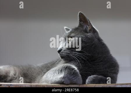 Ein Seitenporträt einer silbernen britischen Katze, die auf einem Holztisch ruht Stockfoto