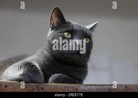 Ein Porträt einer silbernen britischen Katze mit bernsteinfarbenen Augen Stockfoto