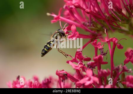 Lappland-Syrphidenfliege (Eupeodes lapponicus), weiblich, die vor einem roten Baldrian brummt Stockfoto