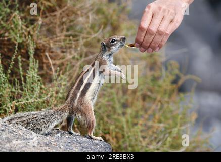 Barbary Ground Eichhörnchen (Atlantoxerus getulus) im Seitenblick stehend und mit menschlicher Hand gefüttert - Fuerteventura Stockfoto