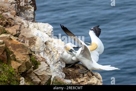 Großer nördlicher Gannet-Seevögel, der auf der Klippe landet Stockfoto