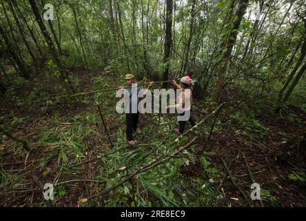 (230726) -- JINPING, 26. Juli 2023 (Xinhua) -- Zhang Puzhong (L) und seine Frau Wang Suying bauen einen Schuppen mit Bananenblättern im Wald in der Nähe des Dorfes Xiaxinzhai, der Stadt Zhemi, des Bezirks Jinping, der Autonomen Präfektur Honghe Hani und Yi, Provinz Yunnan im Südwesten Chinas, 23. Juli 2023. Nach Tagen des Nachdenkens beschloss Zhang Puzhong, seinen Enkeln etwas lehrreiches zu tun: Sie in den Wald zurückzubringen, den er vor mehr als 60 Jahren als Kind lebte. Das ist sehr wichtig. Ich weiß, wie glücklich ich heute bin, denn ich vergesse nie, wie bitter mein Leben in der Vergangenheit war“, sagte Zhang. Zhang Stockfoto