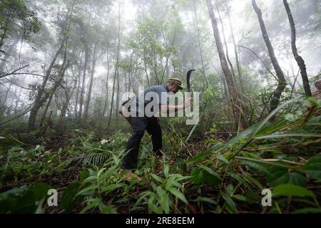 (230726) -- JINPING, 26. Juli 2023 (Xinhua) -- Zhang Puzhong reinigt Weinreben und Büsche, während er im Wald in der Nähe von Xiaxinzhai Village, Zhemi Township, Jinping County, Honghe Hani und Yi Autonomous Prefecture, südwestchinesische Provinz Yunnan, 23. Juli 2023 reist. Nach Tagen des Nachdenkens beschloss Zhang Puzhong, seinen Enkeln etwas lehrreiches zu tun: Sie in den Wald zurückzubringen, den er vor mehr als 60 Jahren als Kind lebte. Das ist sehr wichtig. Ich weiß, wie glücklich ich heute bin, denn ich vergesse nie, wie bitter mein Leben in der Vergangenheit war“, sagte Zhang. Zhang ist ein 70-jähriger Kucong Stockfoto