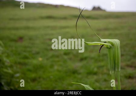 ARISAEMA TORTUOSUM, eine wilde Bergpflanze auf dem Gipfel des himalyan-Berges Stockfoto