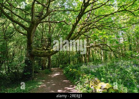 Wandern Sie im Frühling durch Wälder mit Bluebells in Blüten. Auch bekannt als Penrhos Country Park. Penrhos Coastal Park, Holyhead, Isle of Anglesey, Wales, Stockfoto