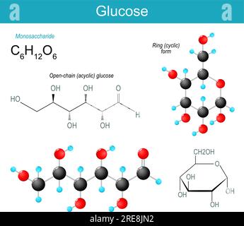 Glucosemolekül. Molekularchemische Strukturformel und Modell der Open-Chain-acyclischen Glucose und ringzyklischen Form des Monosaccharids. Blutzucker. Stock Vektor