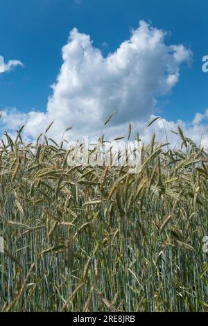 Wolken am blauen Himmel über einem Maisfeld an einem Sommertag Stockfoto