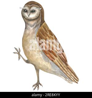 Aquarelle Darstellung einer Eule, isoliert auf weißem Hintergrund, von Hand gemacht Stockfoto