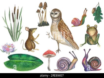 Eine Reihe von Aquarellfarben-Illustrationen des Waldes und seiner Bewohner - Eule, Ratte, Frosch, Schnecken, Wasserlilie, Kattagus, blasse Grieben, Fliegenfliege und Eichelblätter Stockfoto