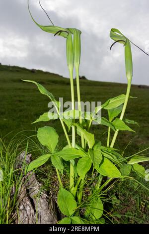 ARISAEMA TORTUOSUM, eine wilde Bergpflanze auf dem Gipfel des himalyan-Berges Stockfoto