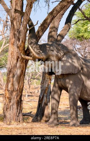 Ein erwachsener männlicher afrikanischer Elefant (Loxodonta africana) in Botswana, der Rinde von einem Baum entfernt, was eine normale Nahrungsquelle ist. Stockfoto