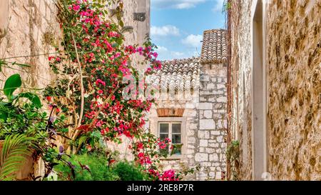 Ein hübscher Sommergarten mit rosa Bougainvillea und grünen Pflanzen, die an der Seite eines alten Dorfsteinhauses auf der Insel Hvar, Kroatien, aufsteigen Stockfoto