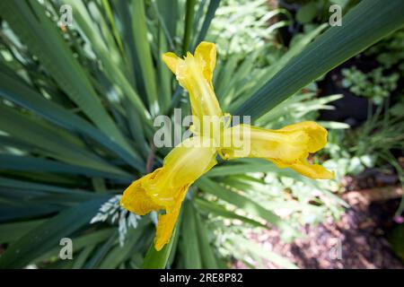 Gelber Irispseudacorus, der im Randbereich eines Teiches in einem Garten im vereinigten königreich wächst Stockfoto