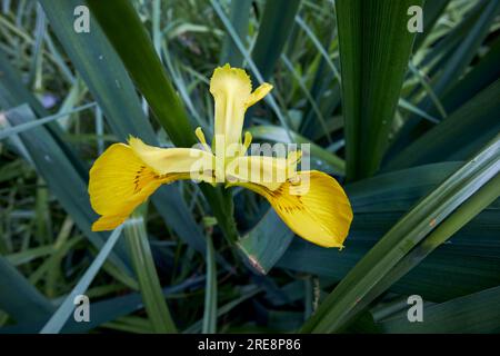 Gelber Irispseudacorus, der im Randbereich eines Teiches in einem Garten im vereinigten königreich wächst Stockfoto