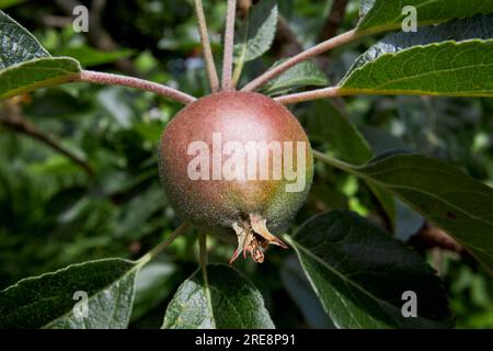 Junge Entdeckungsreise von Apfel Malus domestica, die in einem Garten in großbritannien wächst Stockfoto