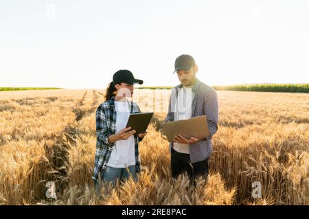 Ein paar Bauern untersuchen das Getreidefeld. Stockfoto