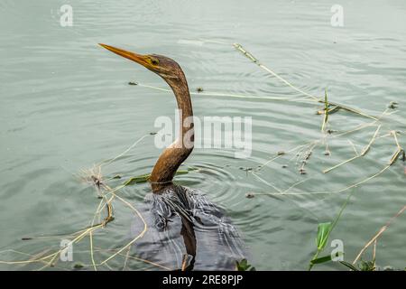 Ein Reiher im See im Parque do Ibirapuera, Sao Paulo in Brasilien. Einer der größten Parks in der Stadt Sao Paulo. Stockfoto