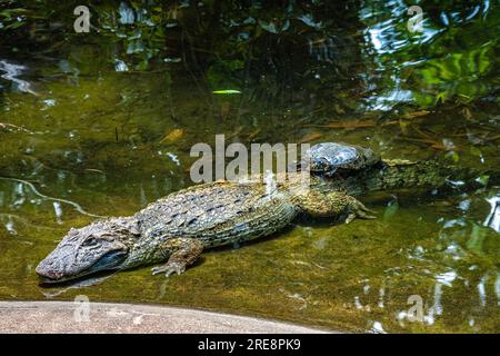 Großschnäuziger Kaiman, Caiman latirostris im Iguazu Nationalpark, Foz do Iguacu, Parana State, Südbrasilien Stockfoto