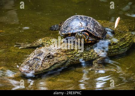 Großschnäuziger Kaiman, Caiman latirostris im Iguazu Nationalpark, Foz do Iguacu, Parana State, Südbrasilien Stockfoto