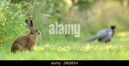 Hase und Fasan auf der Wiese Stockfoto