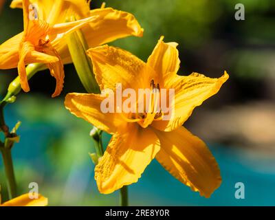 Gelbe einzelne Blume der harten, ganzjährigen Tageslilie Hemerocallis „Burning Daylight“ Stockfoto