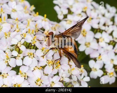 Ectophasia crassipennis, eine Tachinide Parasitenfliege, die 2019 erstmals im Vereinigten Königreich registriert wurde und sich in südlichen Küstengebieten ausbreitet Stockfoto