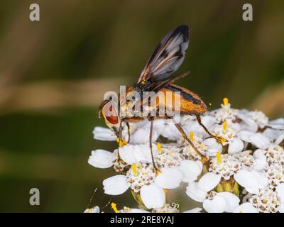 Ectophasia crassipennis, eine Tachinide Parasitenfliege, die 2019 erstmals im Vereinigten Königreich registriert wurde und sich in südlichen Küstengebieten ausbreitet Stockfoto