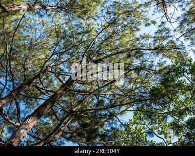 Pinus merkusii, Merkus-Kiefer oder Sumatra-Kiefer, natürlicher Waldhintergrund Stockfoto