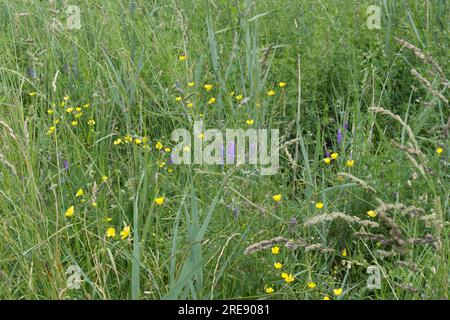 Sommer Wildblumenwiesen mit Wicken, auch bekannt als vicia, und Butterblumen, auch bekannt als Ranunculus, in Hampshire UK Juni Stockfoto