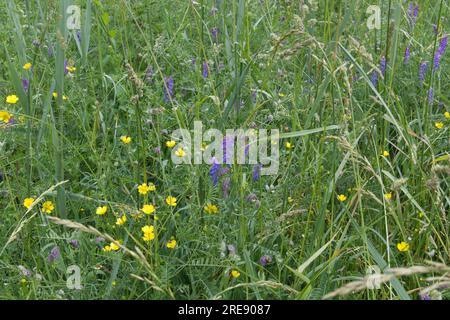 Sommer Wildblumenwiesen mit Wicken, auch bekannt als vicia, und Butterblumen, auch bekannt als Ranunculus, in Hampshire UK Juni Stockfoto