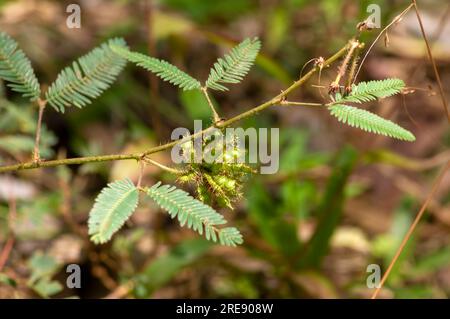 Putri Malu, die Samen der Shameplant (Mimosa pudica), die Mimosa-Pflanze, empfindliche Grasblätter, mit Bokeh-Hinterkopf. Stockfoto