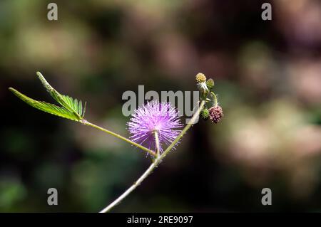 Putri Malu, die Shameplant (Mimosa pudica), Mimosa-Pflanze, empfindliche Grasblume, mit Bokeh-Backgound. Stockfoto