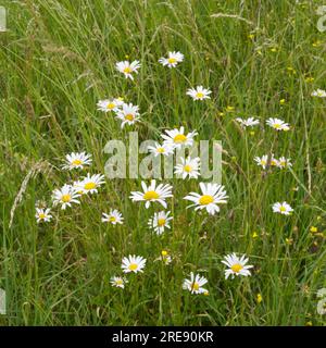 Sommer Wildblumenwiesen mit Mondblüten Leucanthemum vulgare oder Gänseblümchen und Butterblumen in Hampshire UK Juni Stockfoto