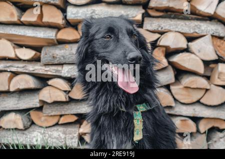 Porträt eines schwarzen Hofhundes auf dem Hintergrund von Feuerholz, das in der Nähe des Hauses gestapelt ist Stockfoto