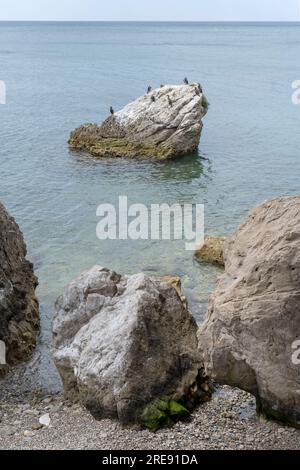 Landschaft mit eurtopischen Feigenvögeln auf einem Felsen in sauberem Wasser nahe der Küste, in hellem Licht in der Nähe von Schloss Miramare, Triest, Friuli, Italien Stockfoto