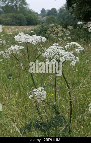 Sommer Wildblumenwiesen mit Hogweed, auch bekannt als Kuh Pastinaken oder Heracleum sphondylium, in Hampshire, UK Juni Stockfoto