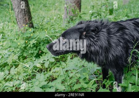 Schwarzer reinrassiger Hund auf dem Gras, der in der Natur spielt Stockfoto